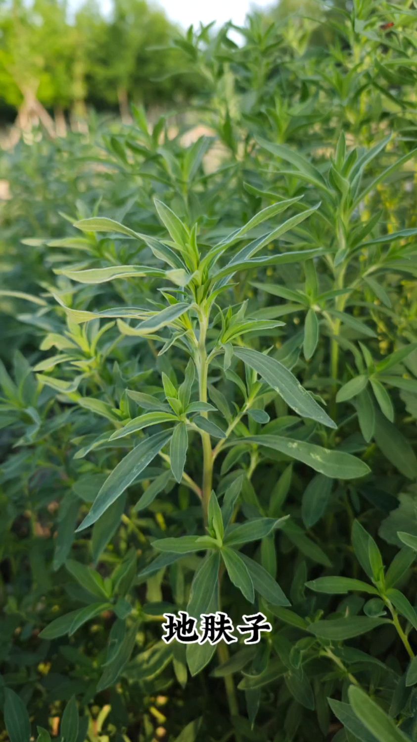 地肤子 每天认识一味中草药 本草纲目草部成熟种子入药