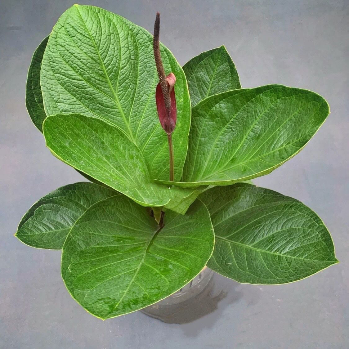 盆图片聚宝盆植物图片聚宝盆开花图片聚宝盆花放在家里什么位置最旺财