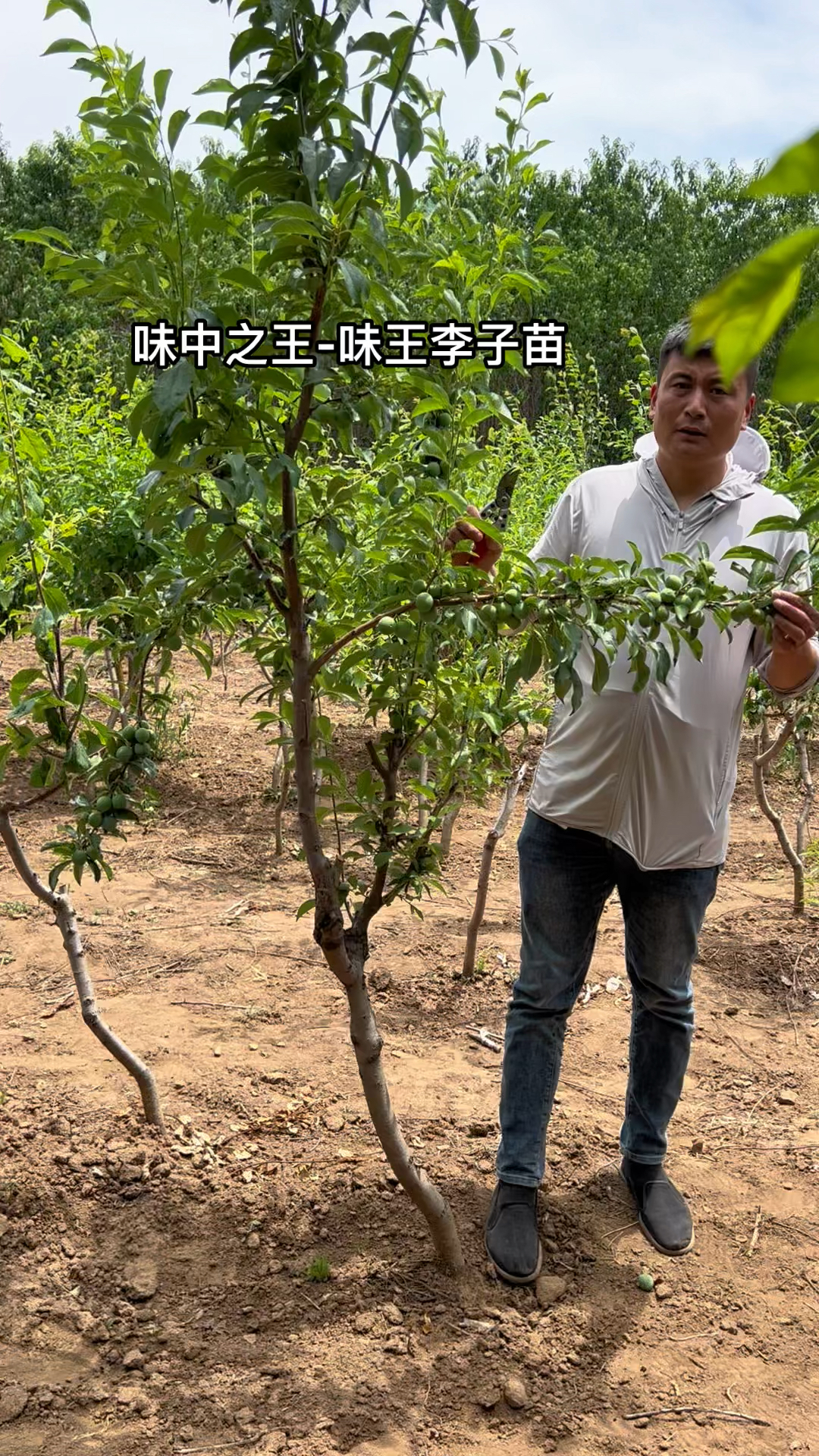 味王李子简介图片