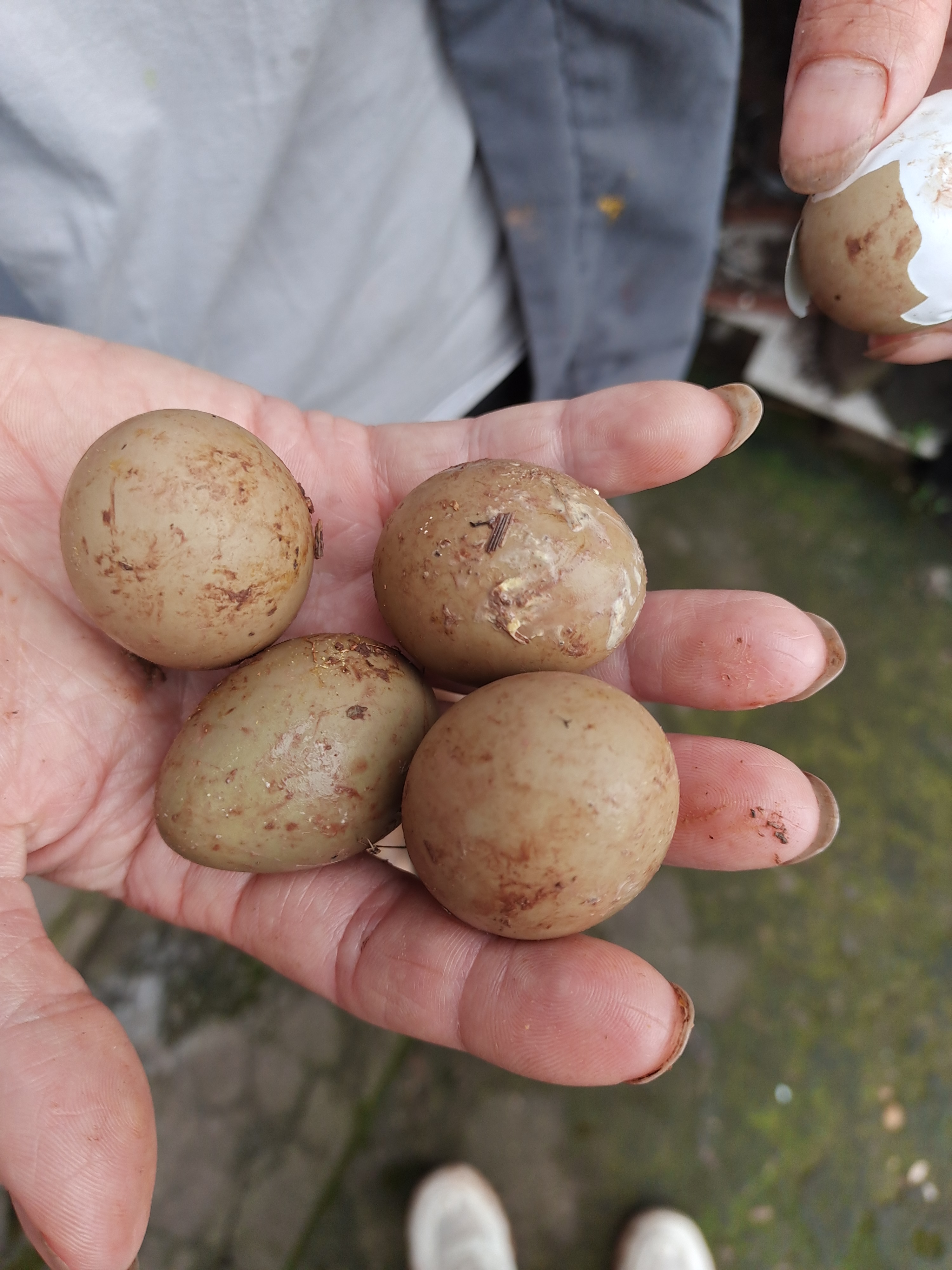 今天在山里捡到的!这个蛋看起来好小哦!也不知道什么蛋?能不能吃?