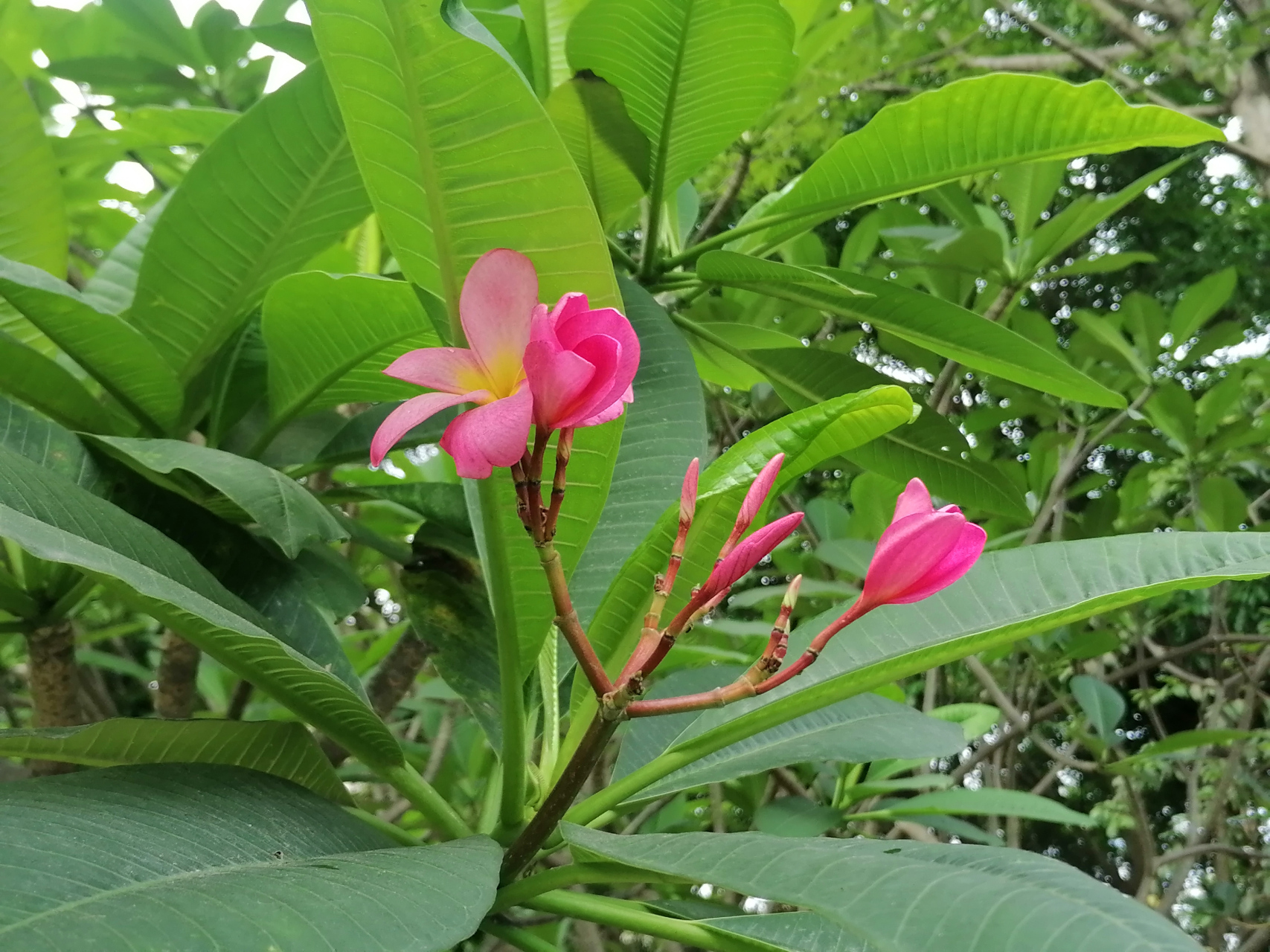 这次拍到这种粉色的鸡蛋花了.