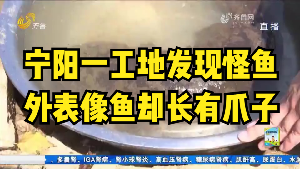 够稀奇!宁阳一工地发现怪鱼,外表像鱼却有爪子,还发出吱哇叫声