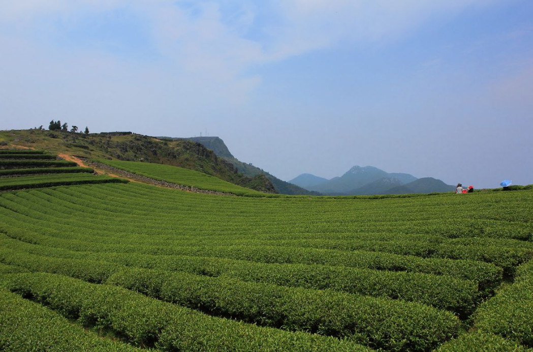 贵州名茶之梵净山翠峰茶