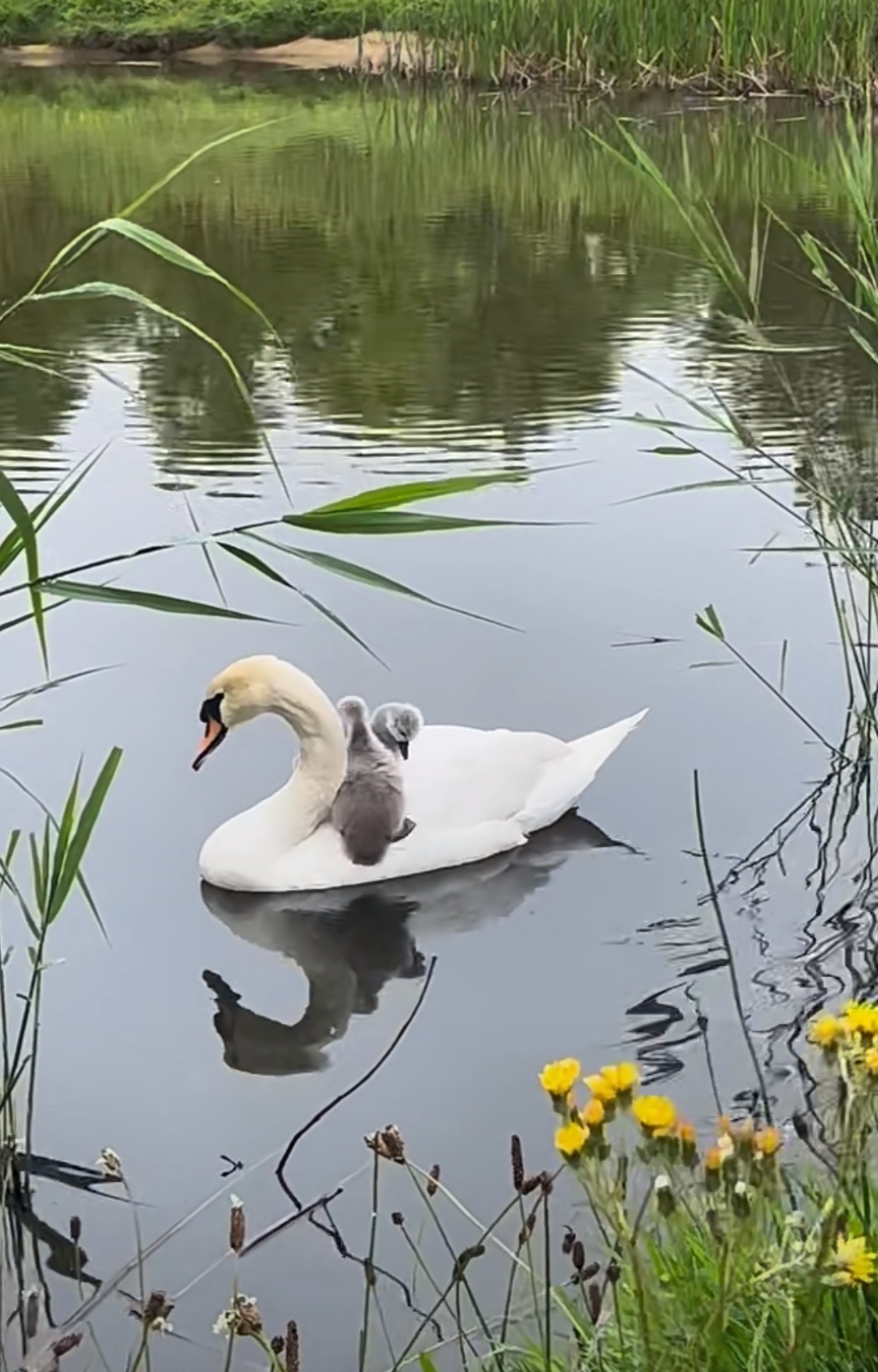 青青岸边草,清清的小河水.白毛浮绿水,红掌拨清波
