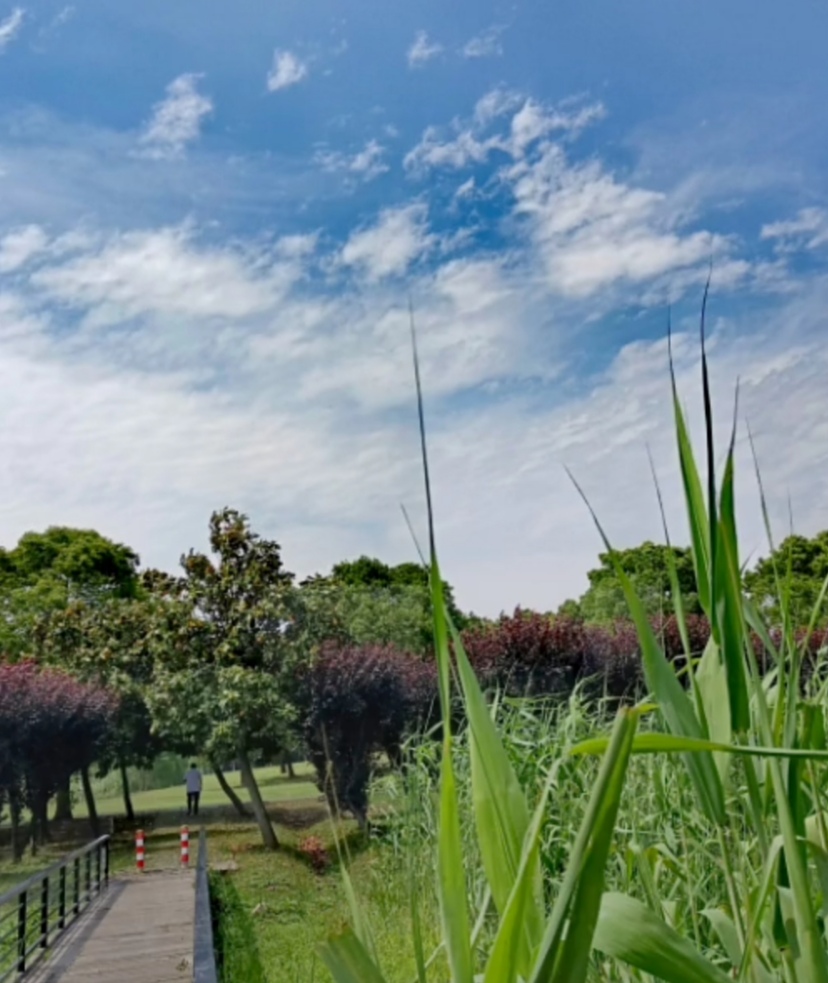 苏州莲花岛景区图片