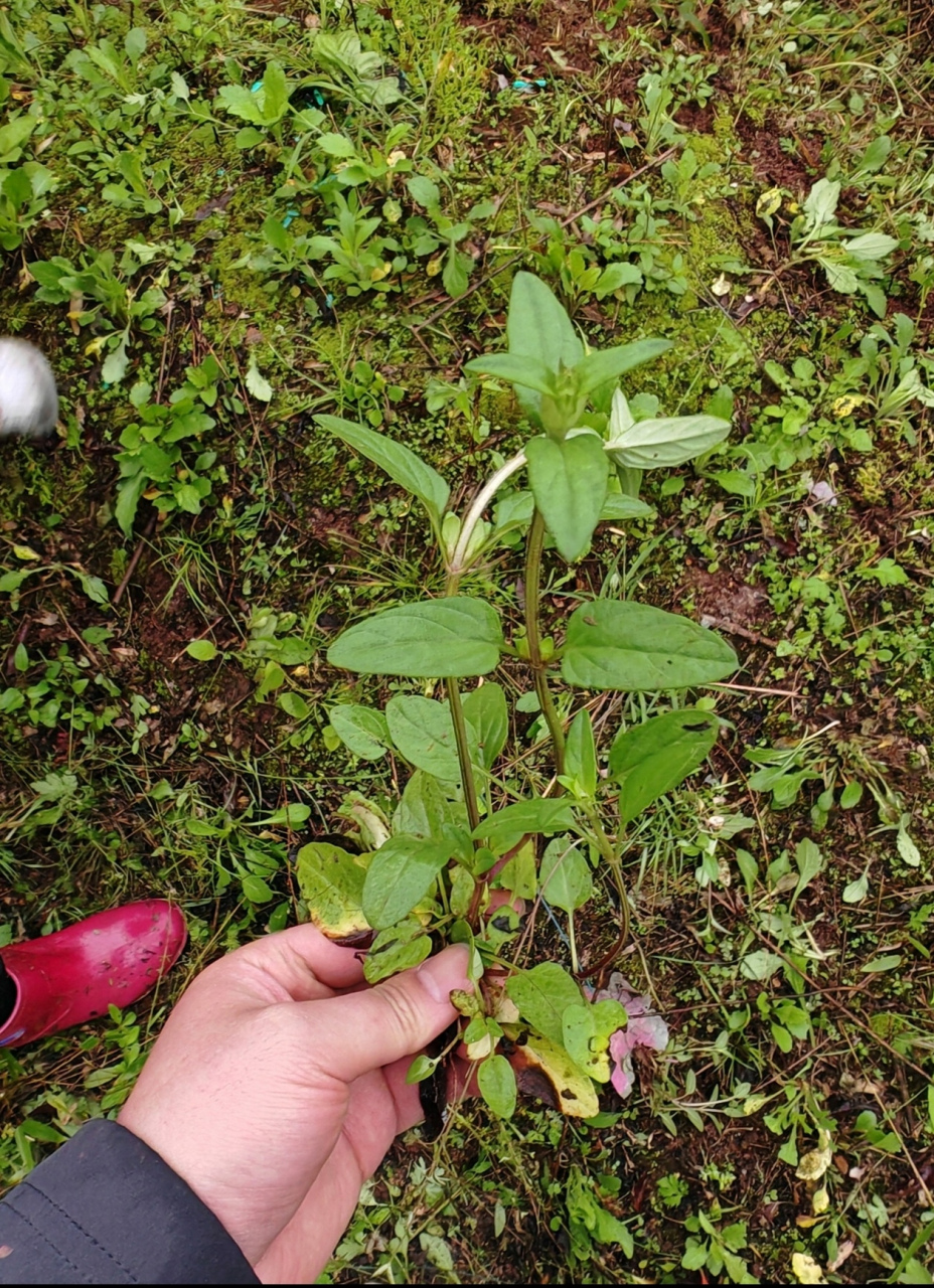 老家叫球子草,经常用来煮鸡蛋吃,或者用来熬水喝,有清热解毒功效,长大