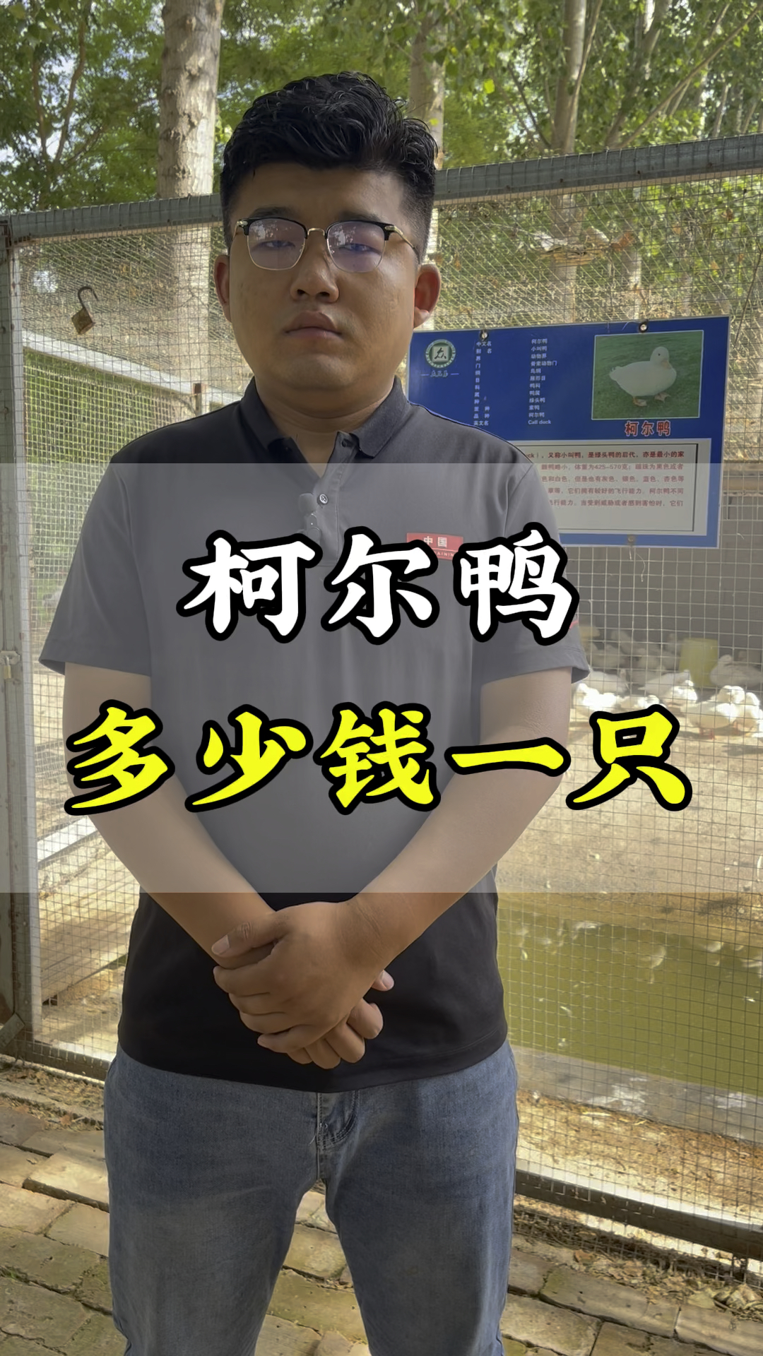 柯尔鸭多少钱一只