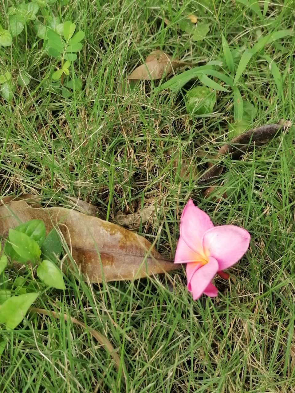 这次拍到这种粉色的鸡蛋花了.