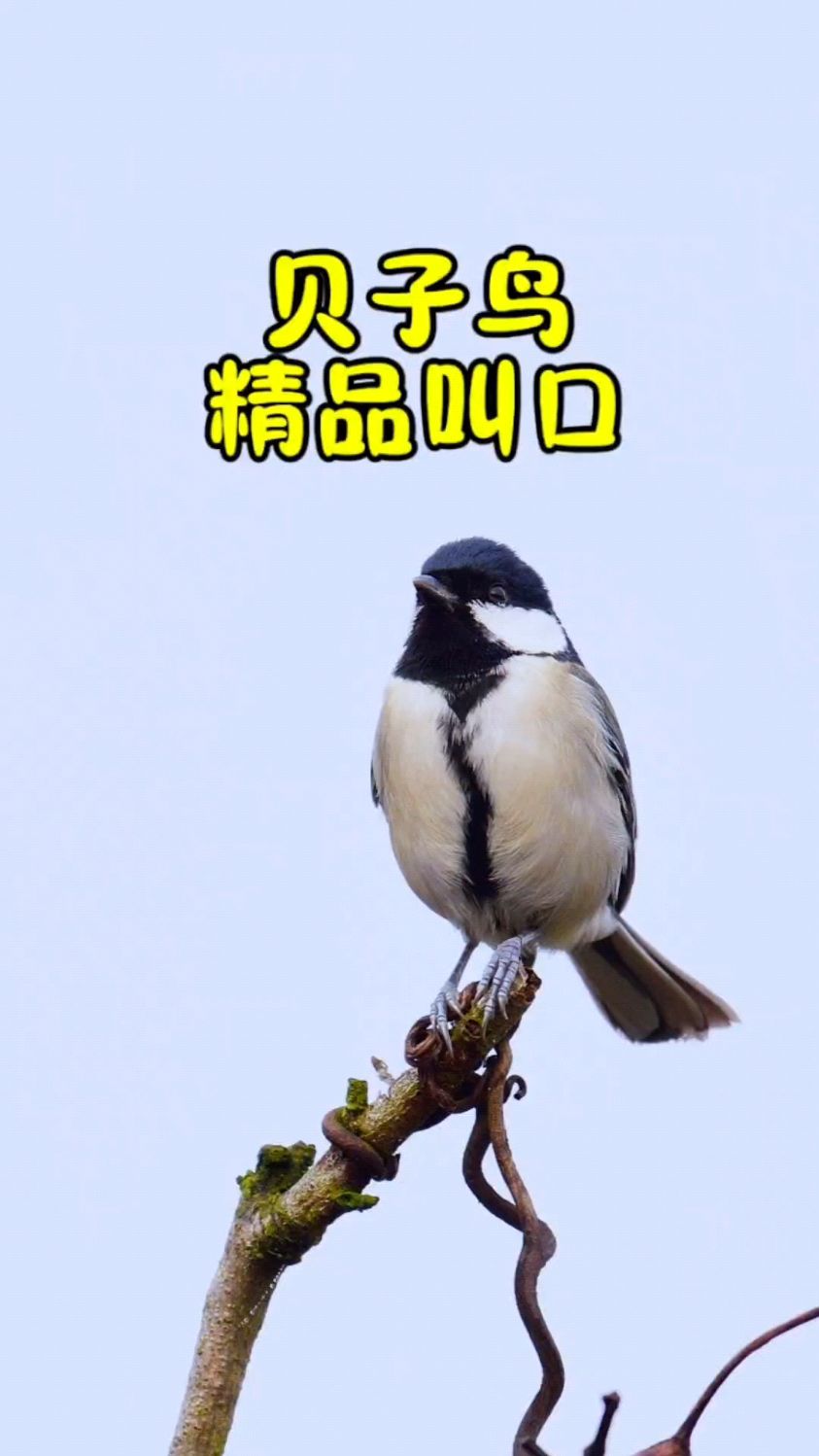 贝子鸟压口教程图片