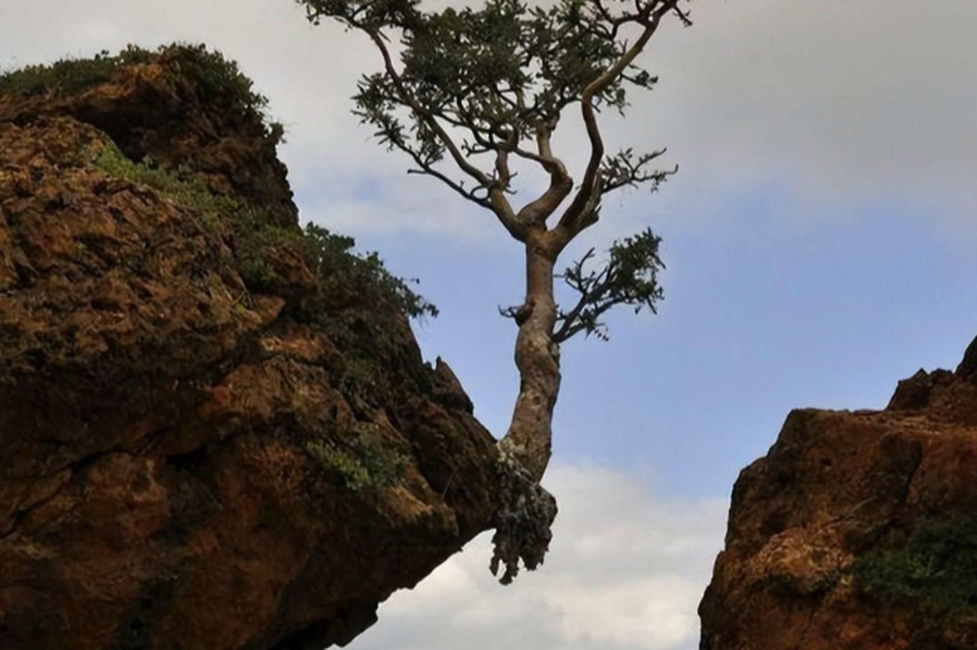 在岩石,大楼外墙,废墟,沙漠等极端条件下,树木都能发芽生长,甚至在被