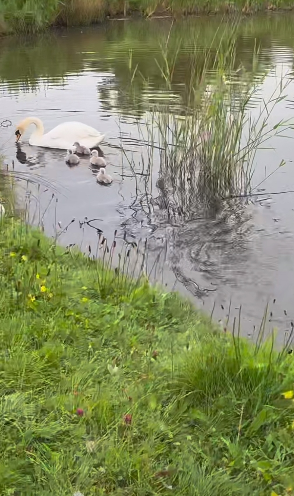 白毛浮绿水,红掌拨清波.大白鹅一家在这里悠闲自在的泛游.