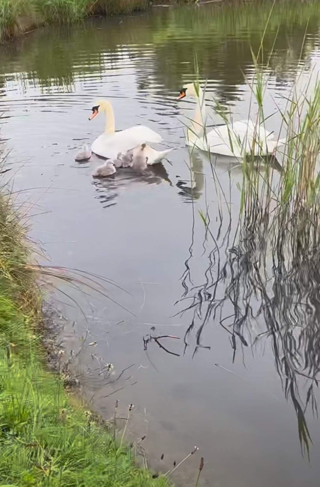 白毛浮绿水,红掌拨清波.大白鹅一家在这里悠闲自在的泛游.