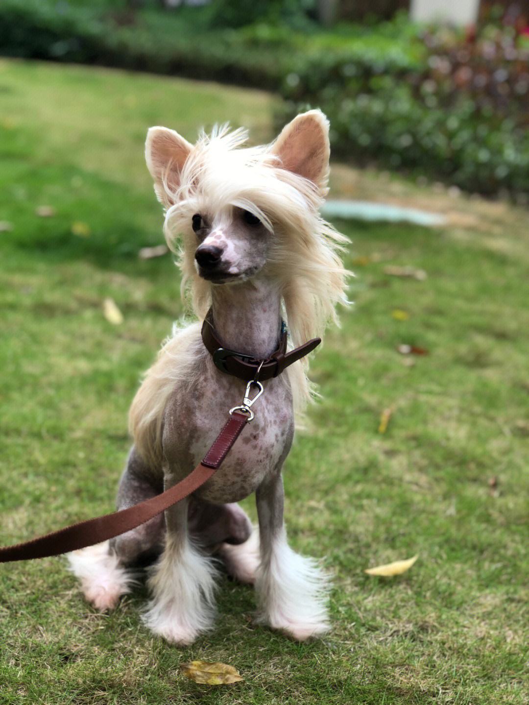 深度好文计划京巴犬京巴犬那可是古时候皇宫里的