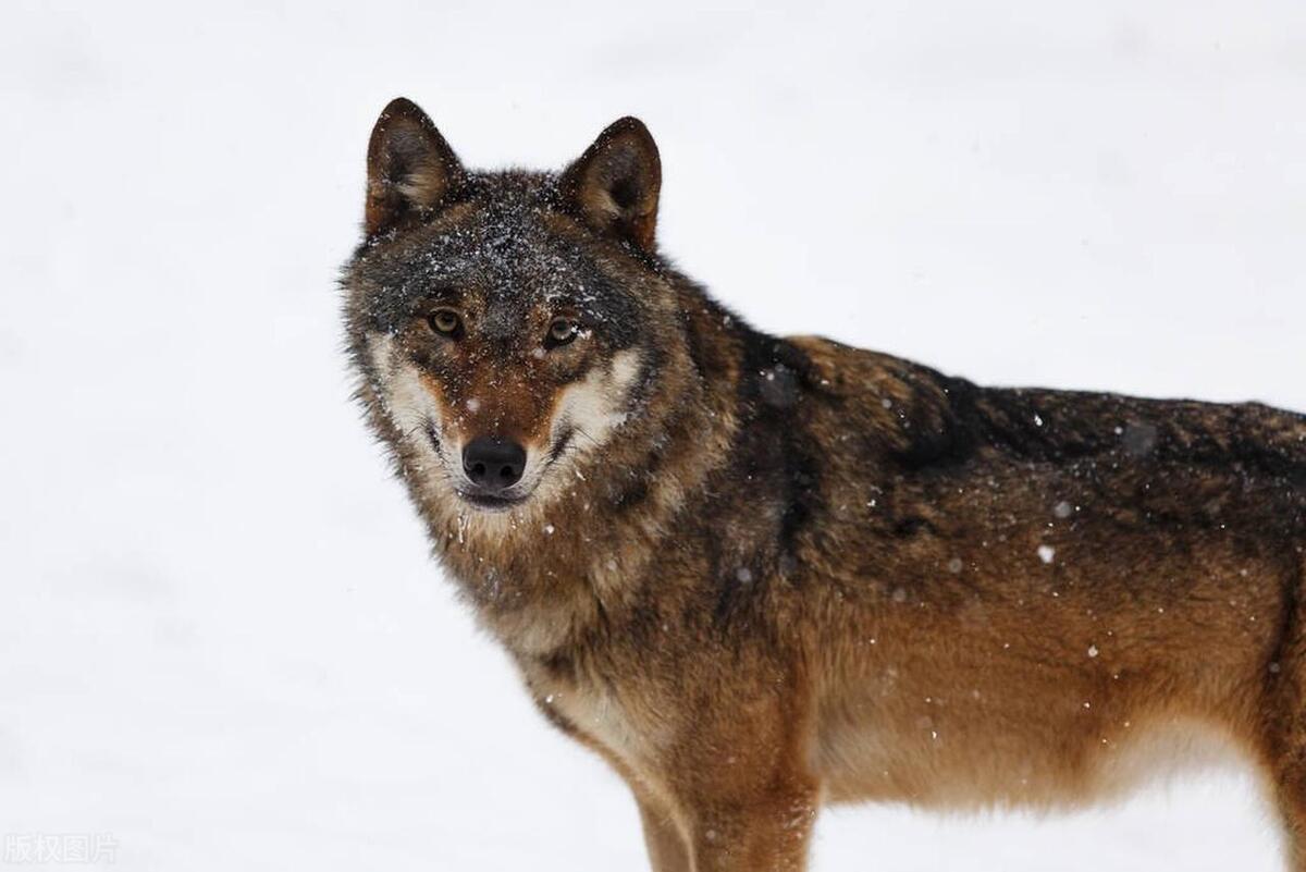 北大荒猎人追狼,却误入孤狼的8字阵,猎狼人险些被狼猎