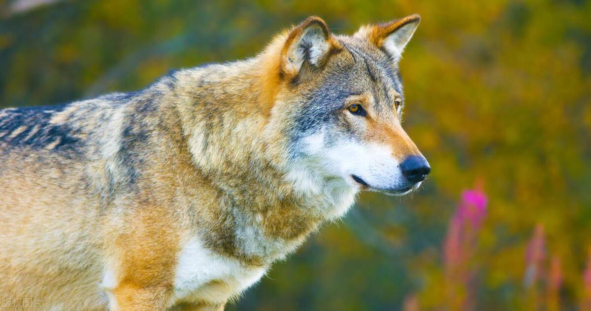 三腿狗骗孩子进树林,大人追来,三腿狗速变四腿狼扑倒孩子|故事