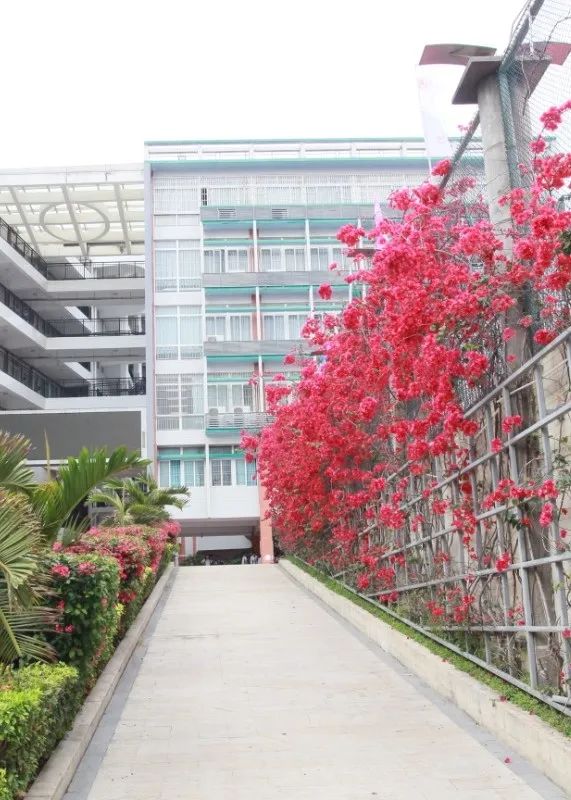 深圳市龙华中学|学校环境,宿舍介绍,报考指南