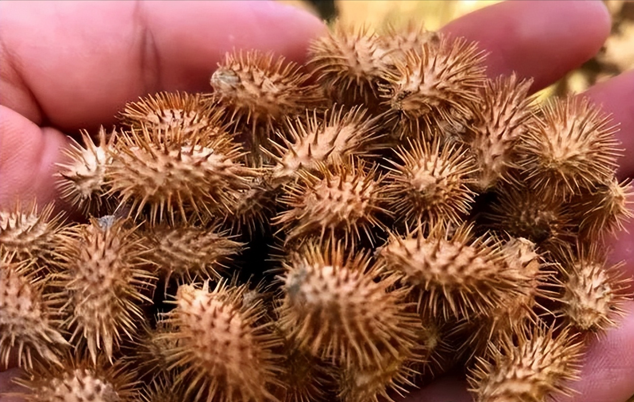 苍耳子加一中成药,借助夏天的纯阳之气,养肺升阳,掐断鼻炎!