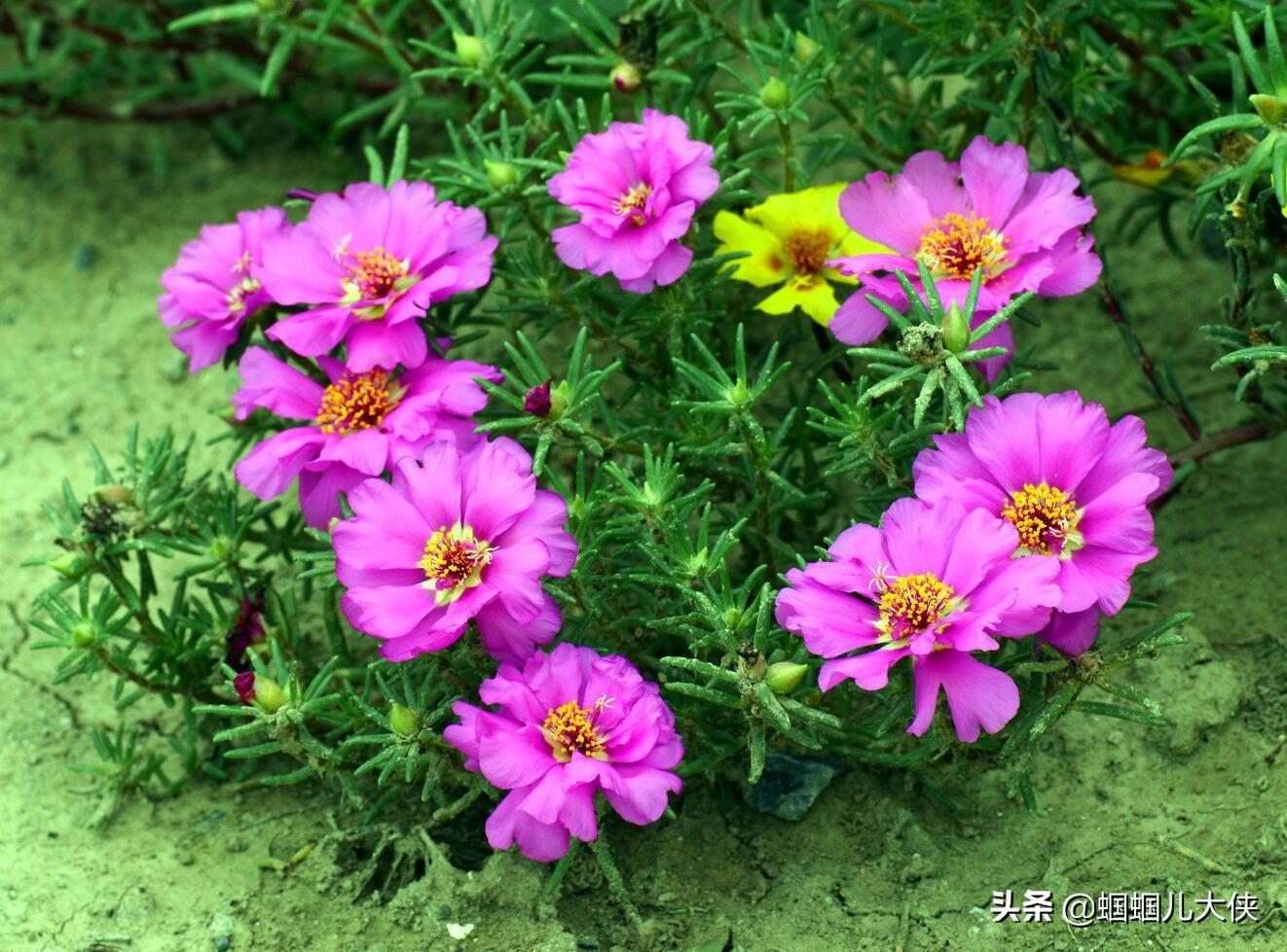 金丝杜鹃原名大花马齿苋,也有的地方叫做太阳花.