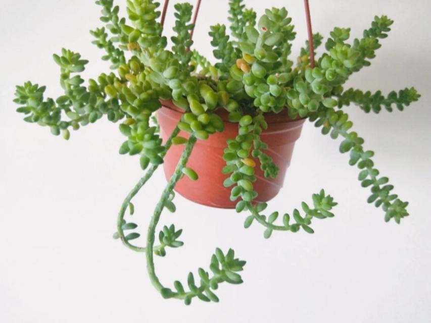 多肉植物玉缀分为普通玉缀和新玉缀,现在市面上比较常见的叶片短小