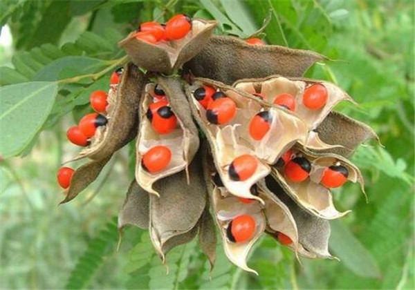 农村有种草叫"广州相思子"认识吗?竟可缓解胃痛,其栽培看这里