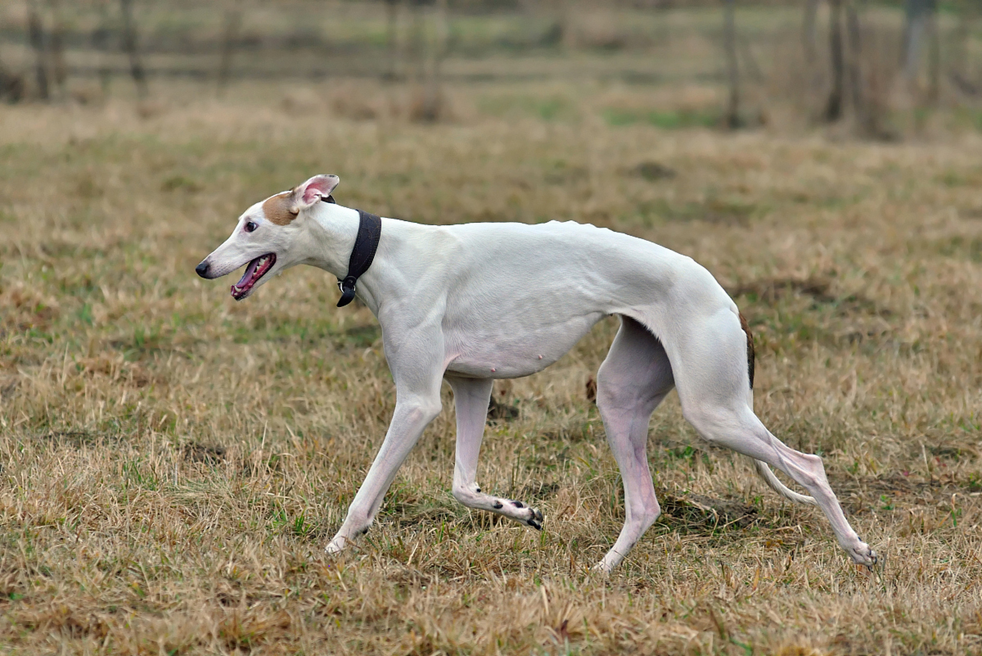 最具代表性的8种中华田园犬,你们喜欢哪一种呢?