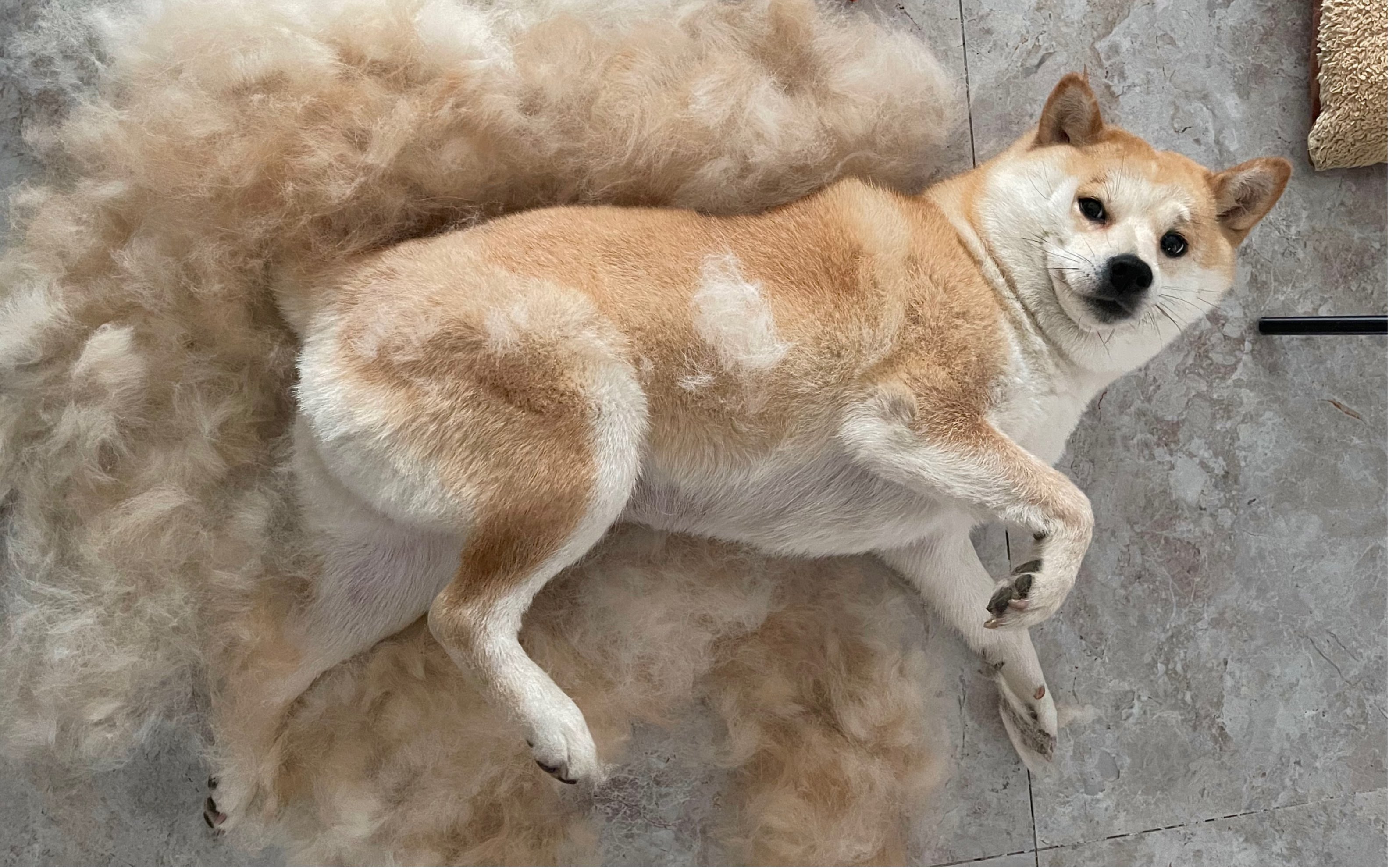 柴犬掉毛严重是什么原因?