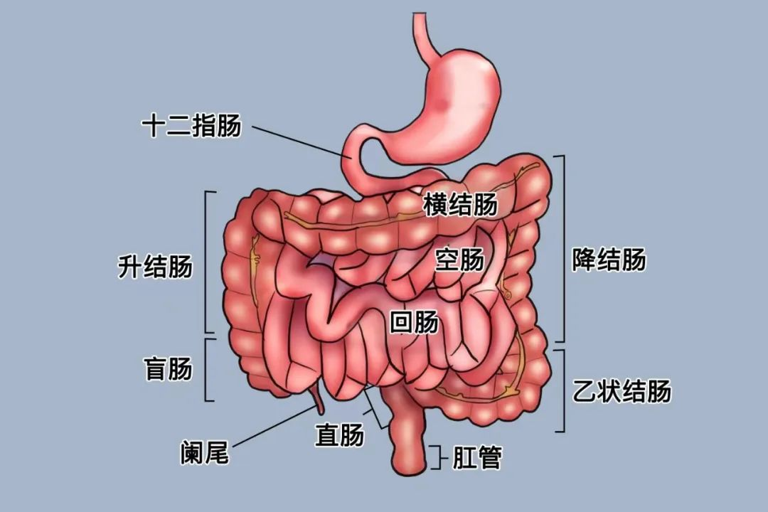 "肠寿"秘诀大公开!守护肠道健康,从这6个习惯开始!