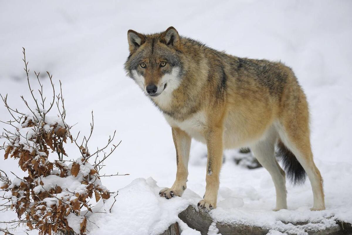 北大荒猎人追狼,却误入孤狼的8字阵,猎狼人险些被狼猎
