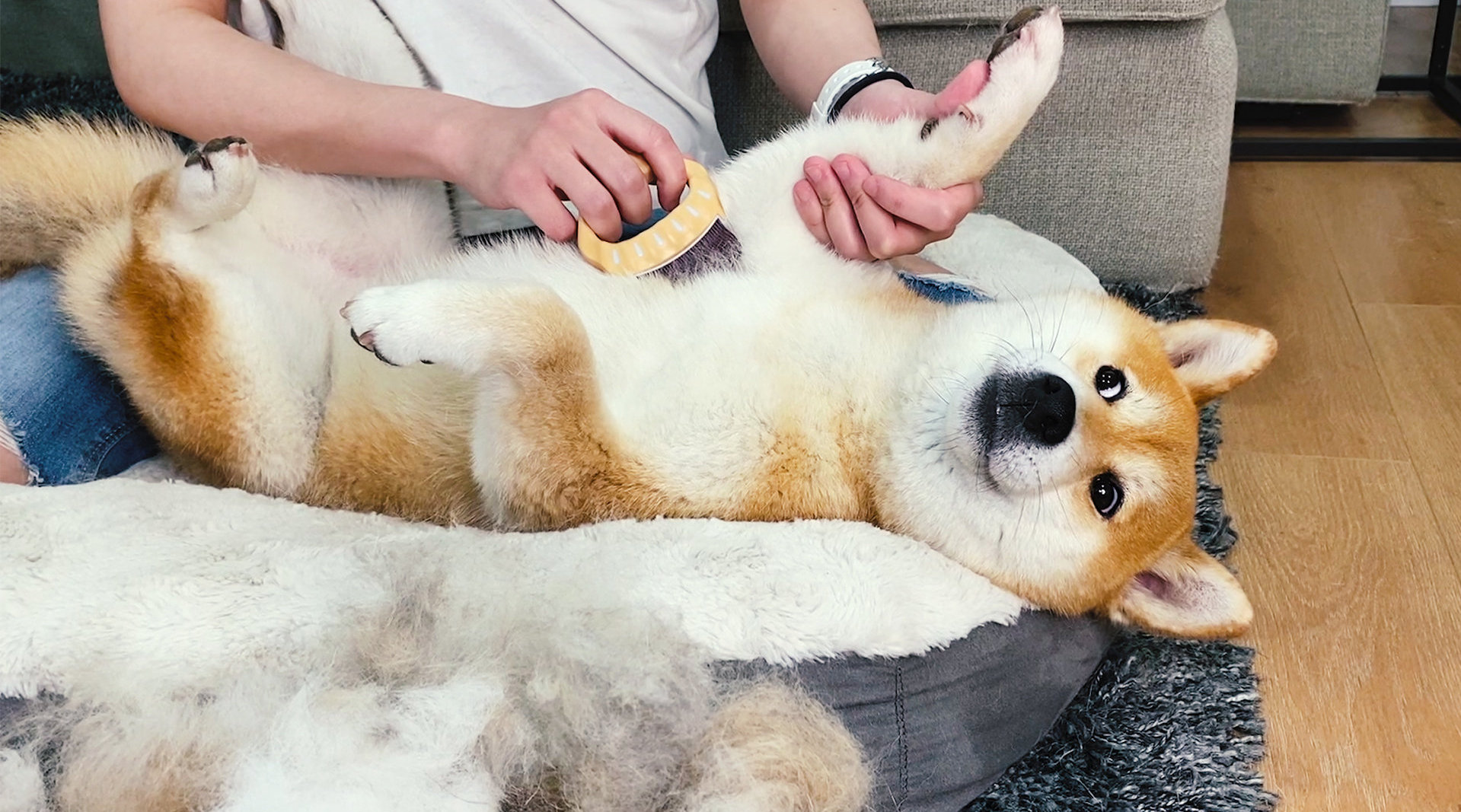 柴犬掉毛严重是什么原因?