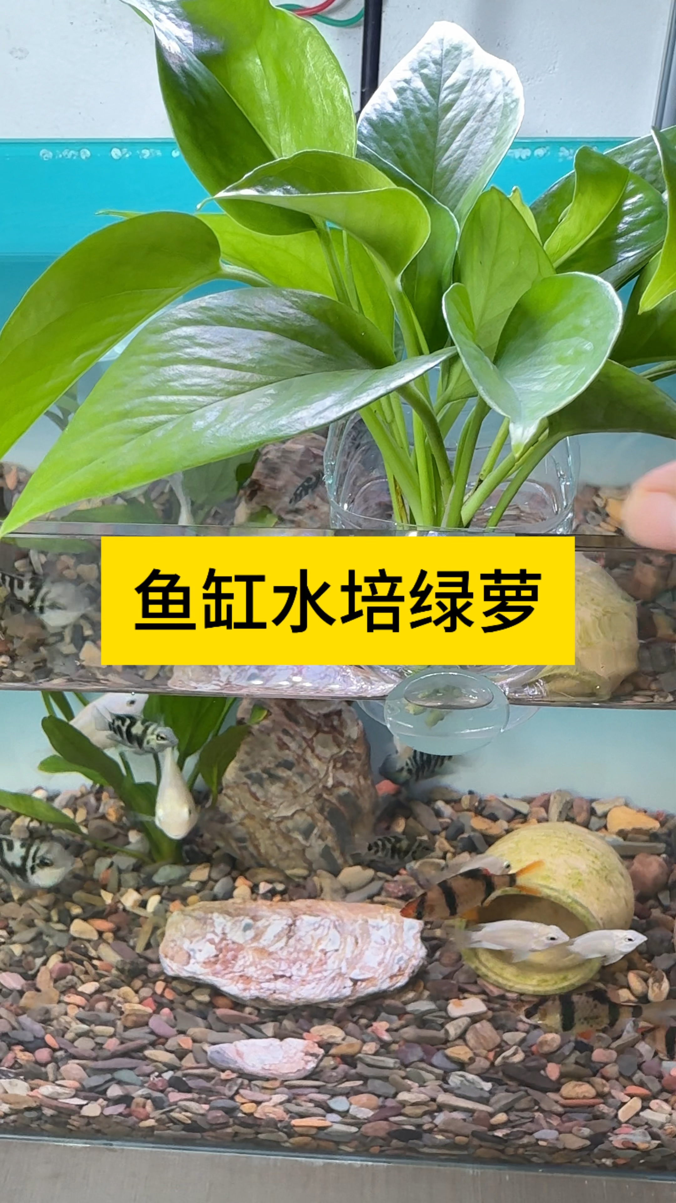 鱼缸水培绿萝,既美观又能净化水质 #观赏鱼 #养鱼日记 #绿萝-度小视
