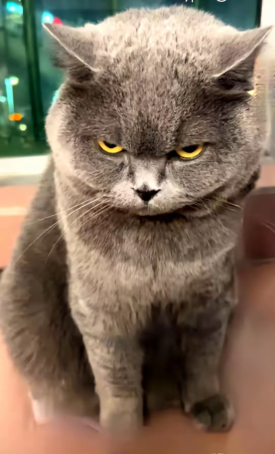 临行前,她将自己的爱猫寄养在了一位好友家中