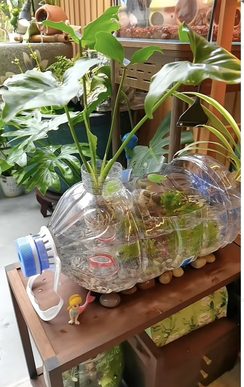 自制的鱼缸,还有点微生态的感觉,现在的人主打一个能自己动手解决的