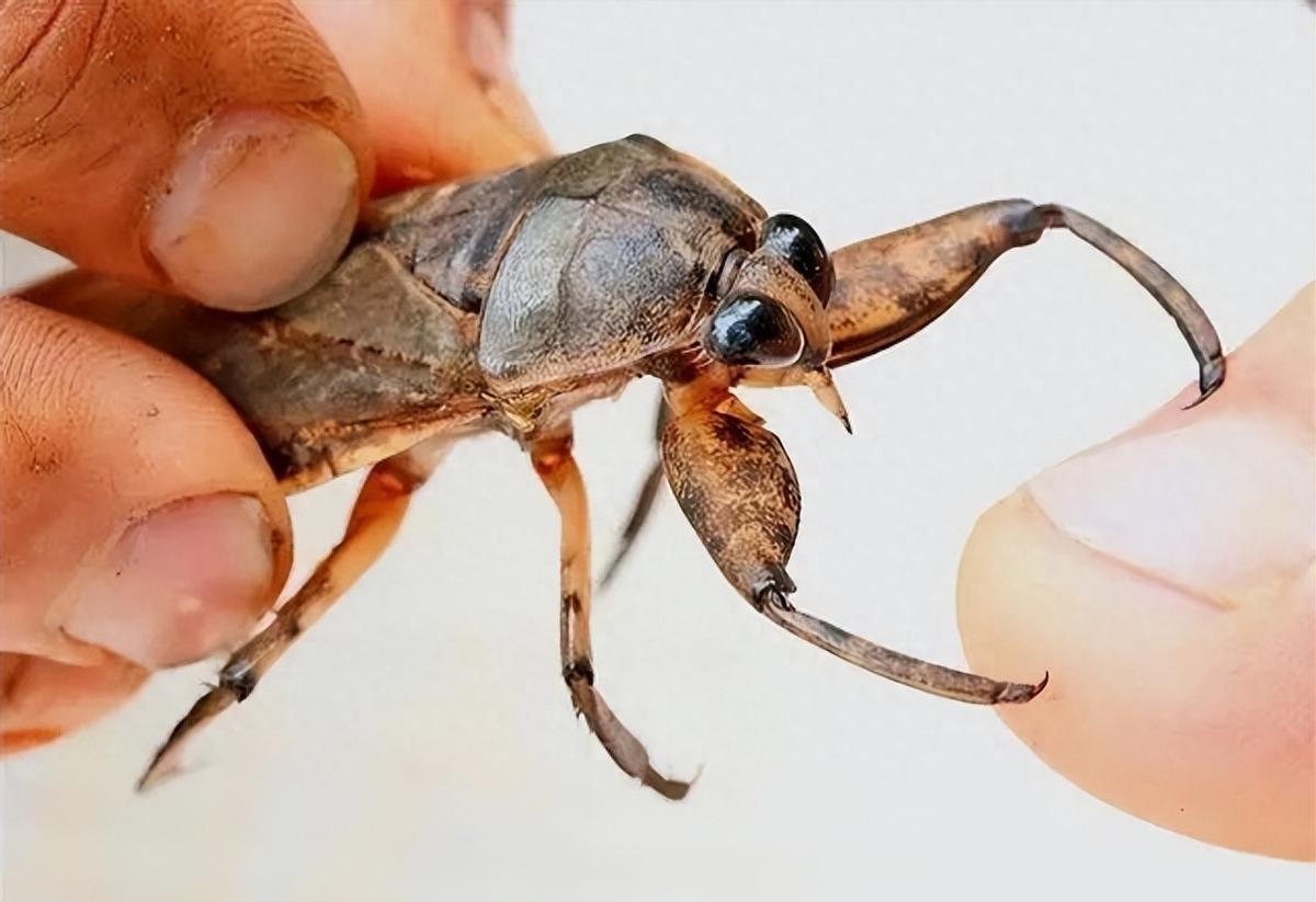 在南方稻田的深处,有一种生物,人称之为"水中恶霸"田鳖