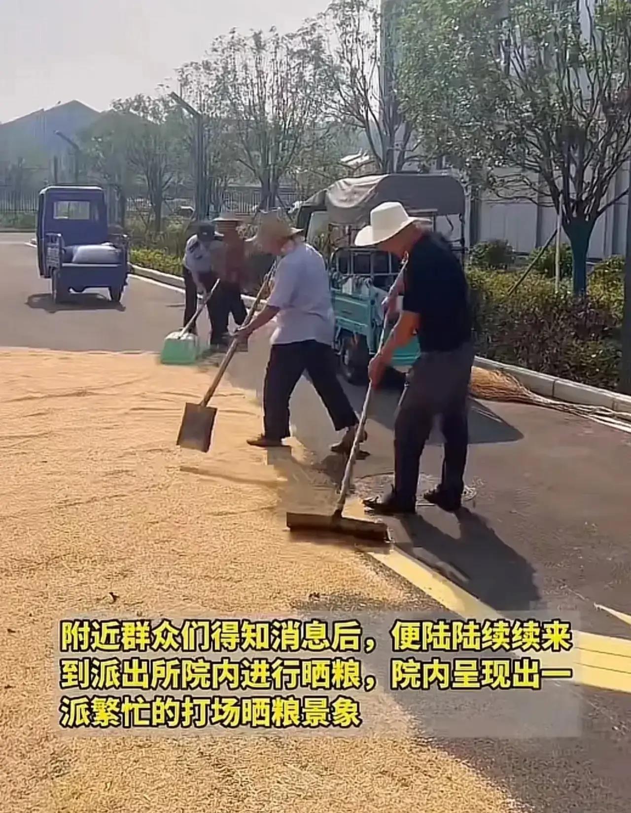 这个派出所火了!"院子嘎嘎大,欢迎来晒粮"警察帮收粮头一次见