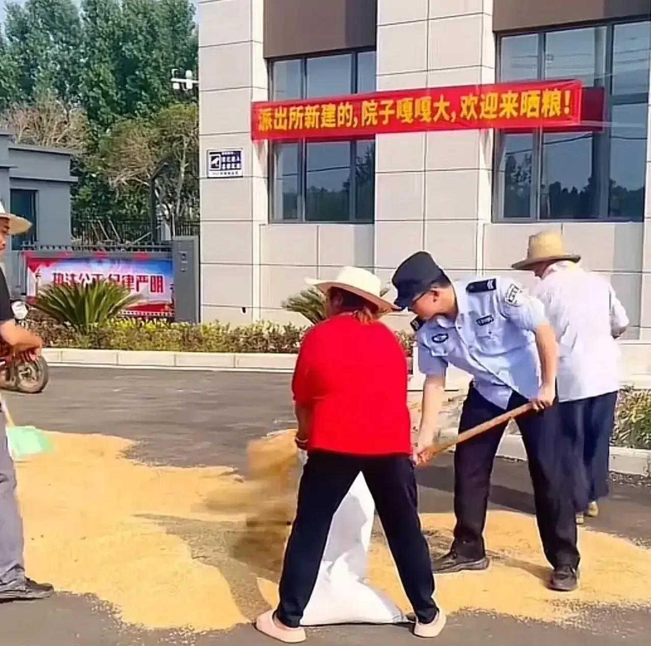 这个派出所火了!"院子嘎嘎大,欢迎来晒粮"警察帮收粮头一次见