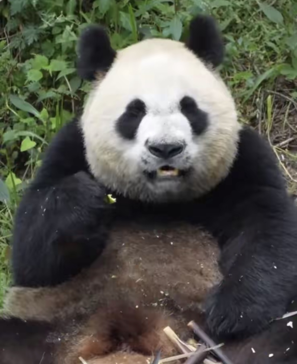 大熊猫秦华目前还不到4岁小小年纪看起来又一把年纪感觉比他