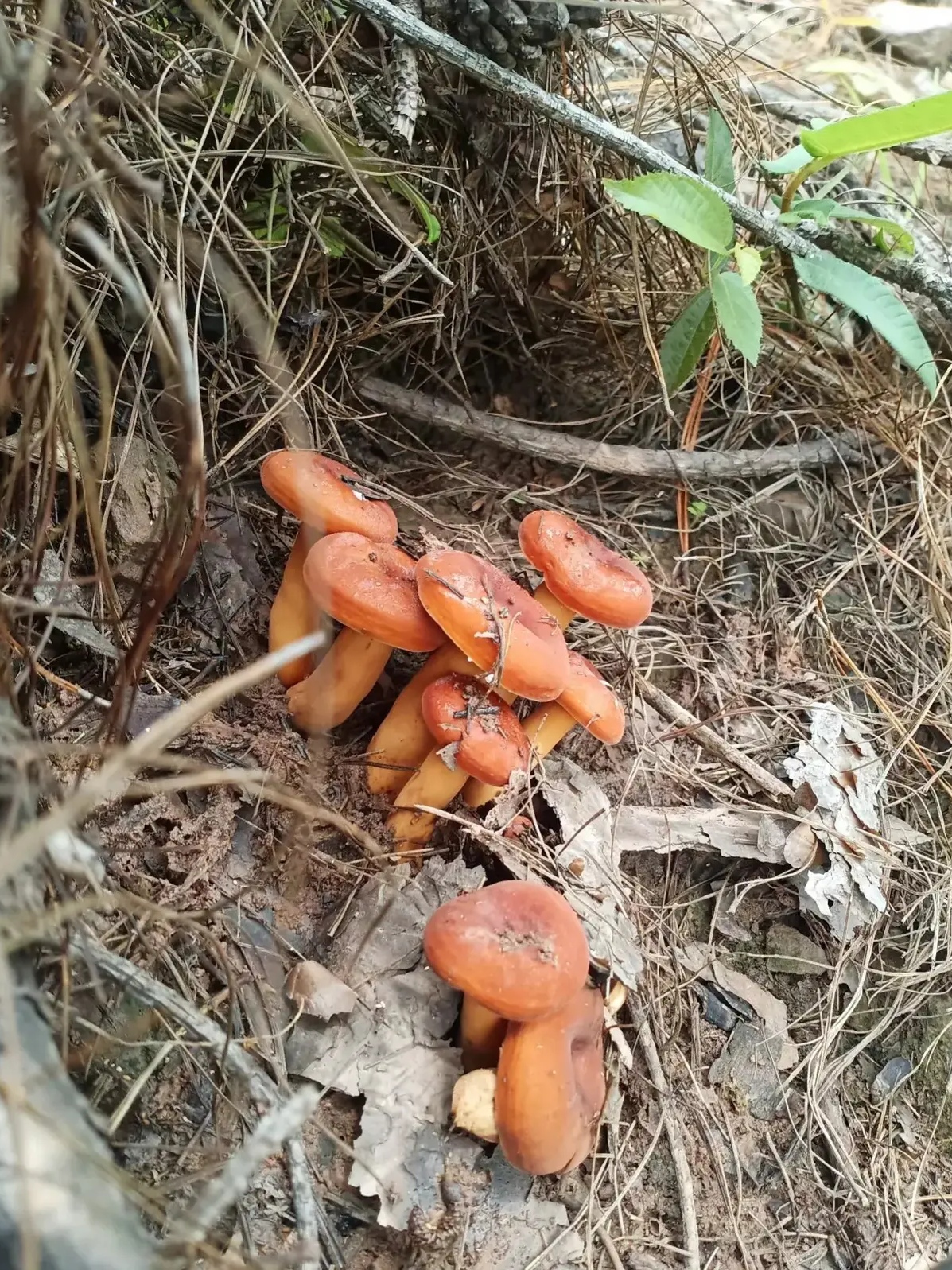 白奶浆菌奶浆菌有几种奶浆菌白色野生菌奶浆菌图片可以吃野生菌图片