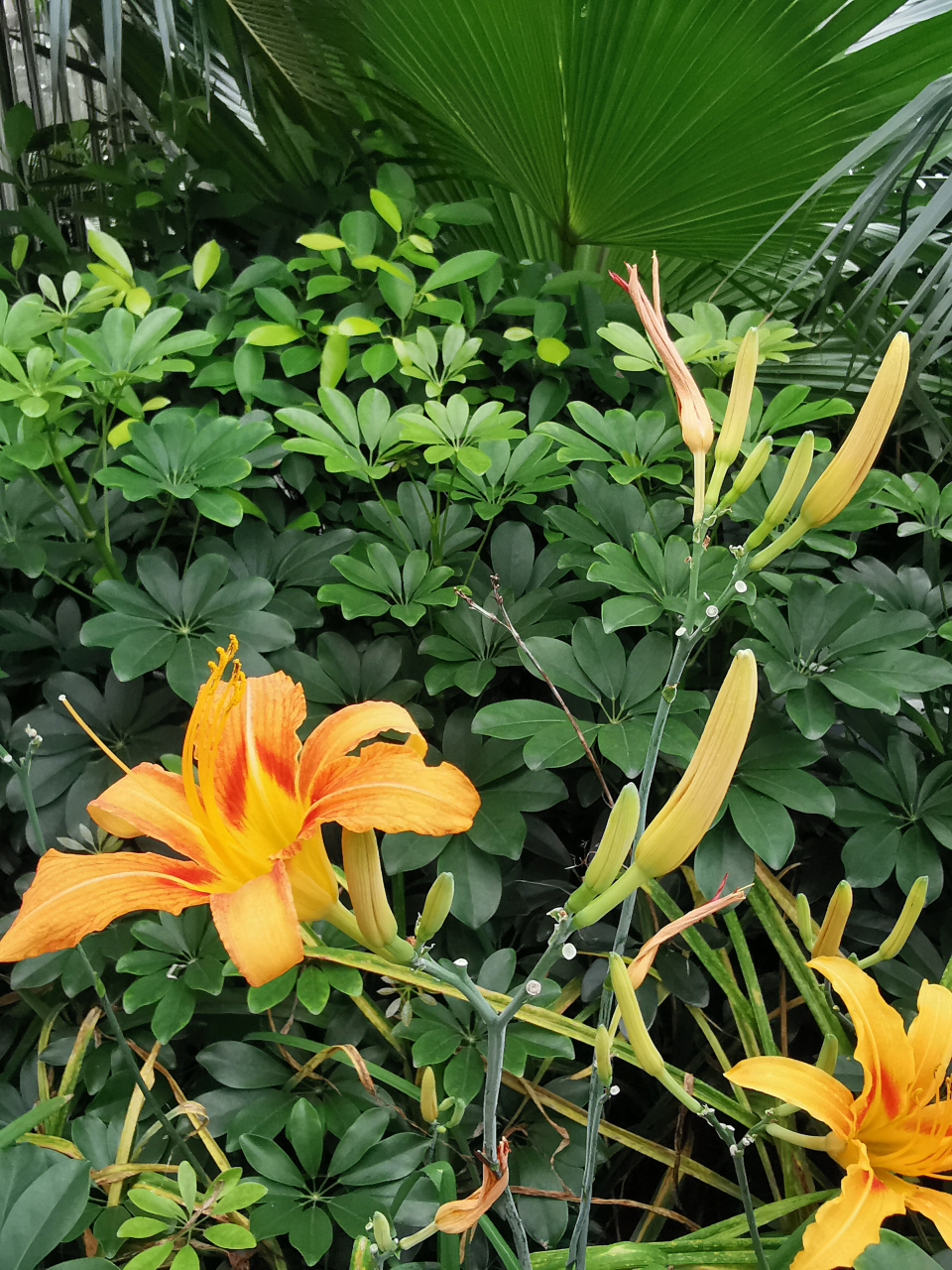 每日一花:萱草,中国的母亲花,忘忧草 萱草就是常见的黄花菜,花色艳丽