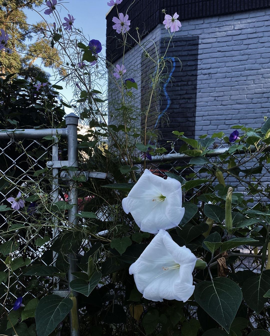 神秘幽远的曼陀罗花园