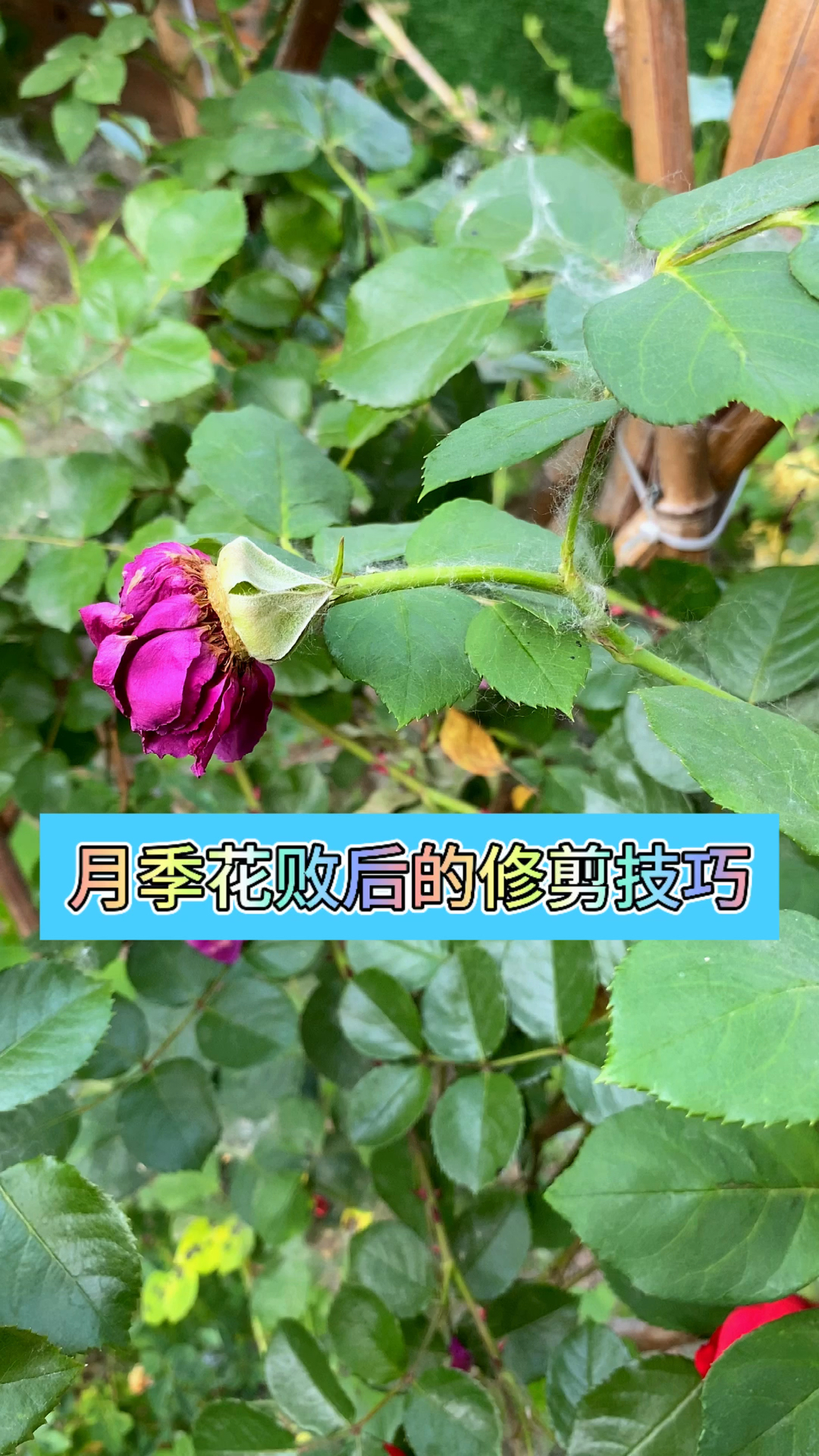 月季花败后的修剪技巧