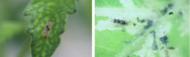 热点引擎计划# #动态连更挑战#  番茄潜叶蛾属鳞翅目麦蛾科,是一种新