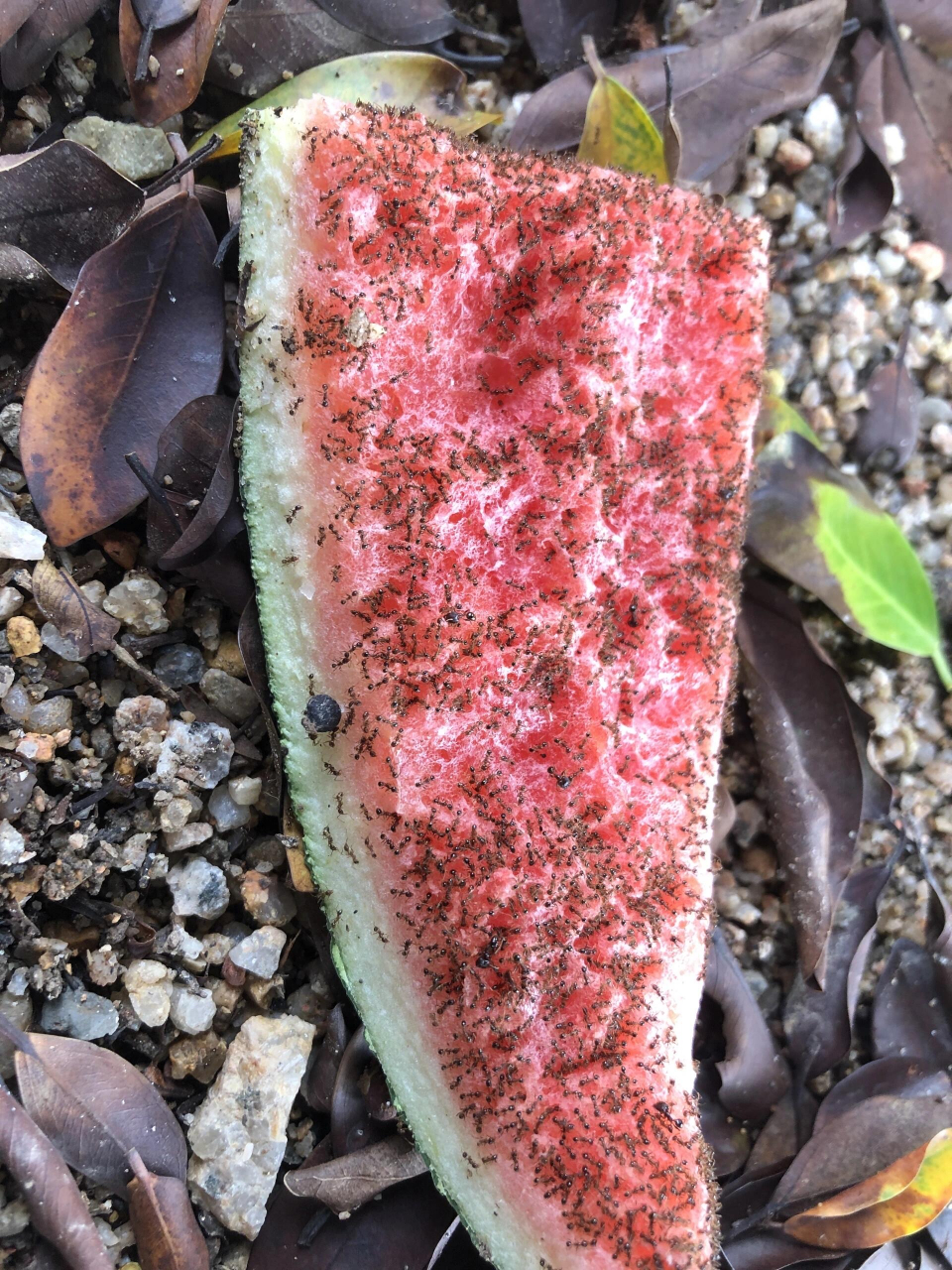 西瓜掉在地上,洗洗还能吃吗?