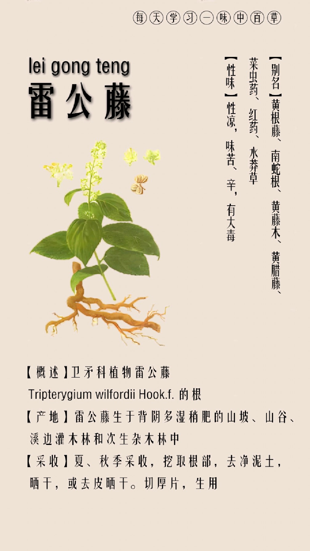 雷公藤草药图片功效图片