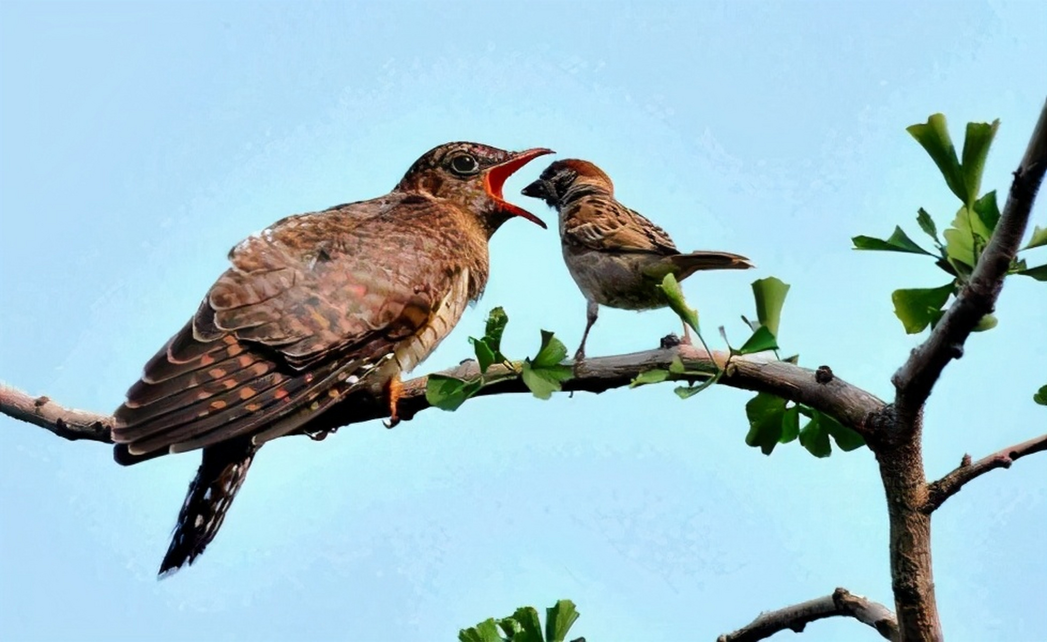 杜鹃鸟是最成功的鸟类之一,分布范围极广,亚洲,欧洲,非洲和美洲各地都