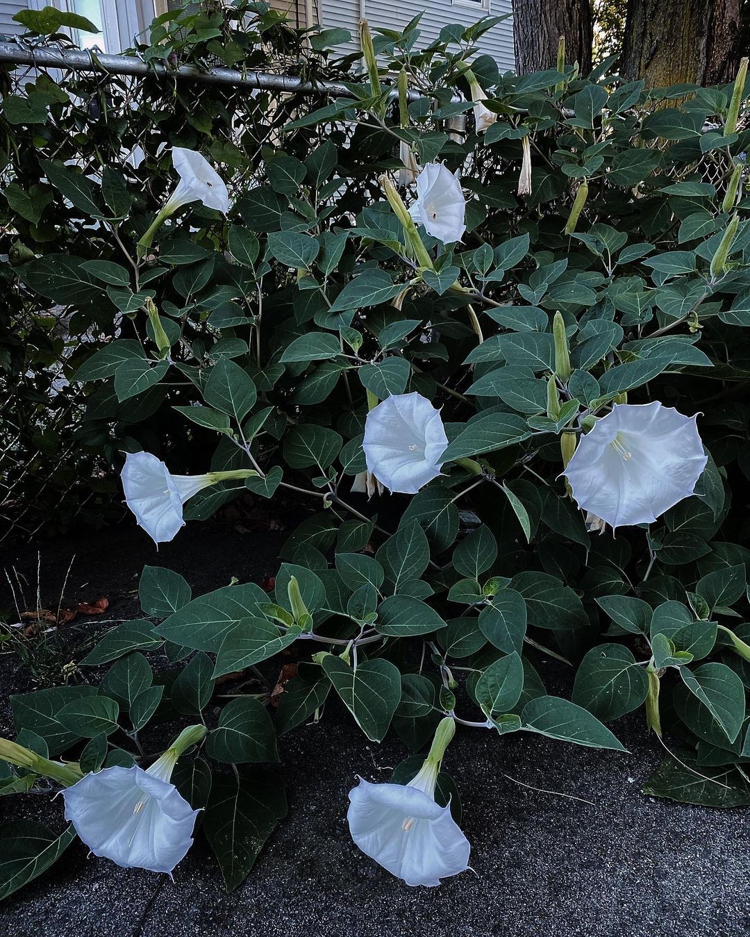 神秘幽远的曼陀罗花园