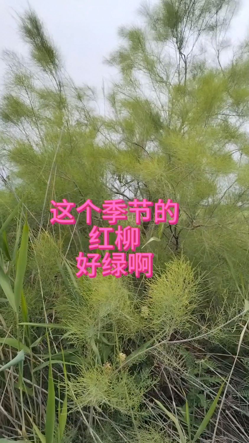 红柳开花图片