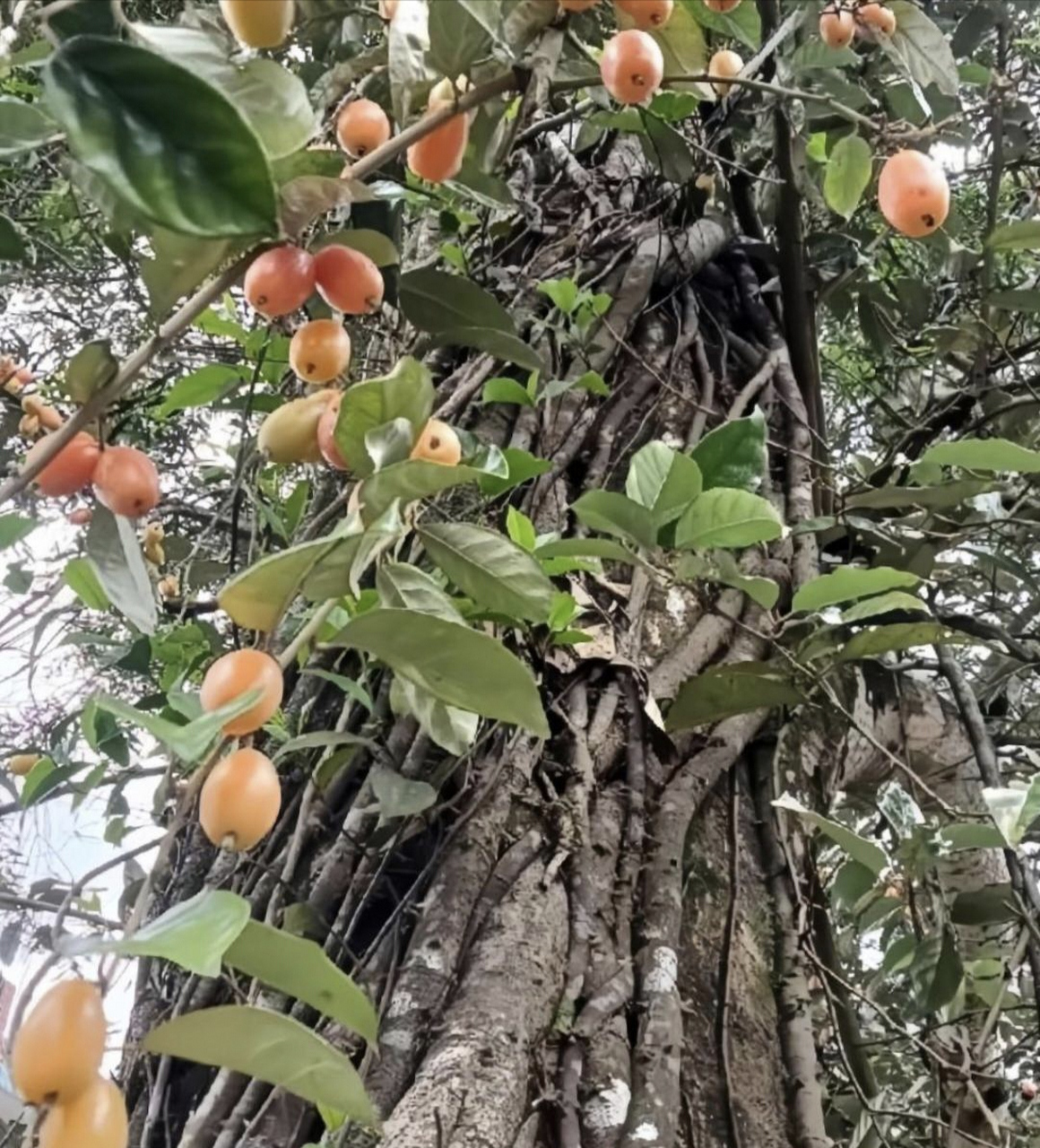 鹊肾树的果实图片