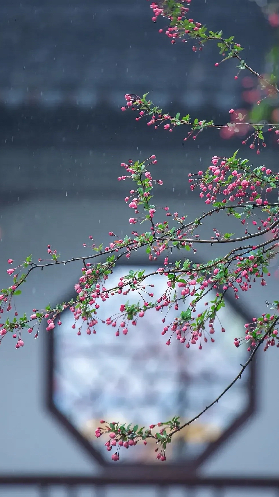 伤感风景 花草图片