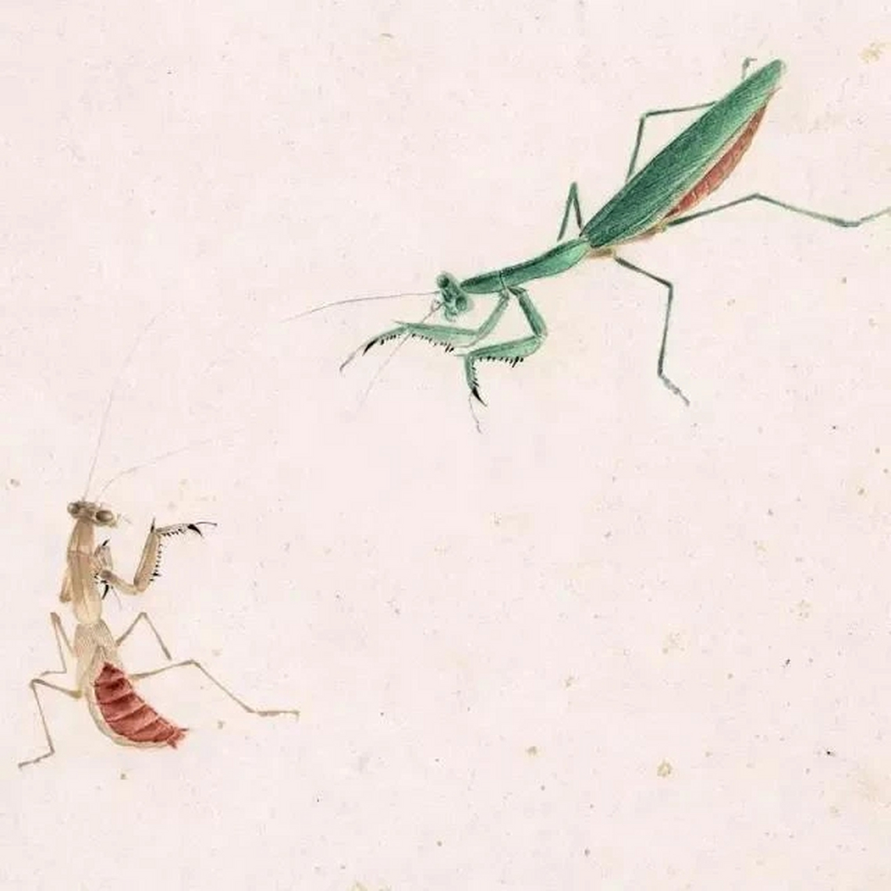 齐白石画螳螂,"斗"趣十足,有点意思!