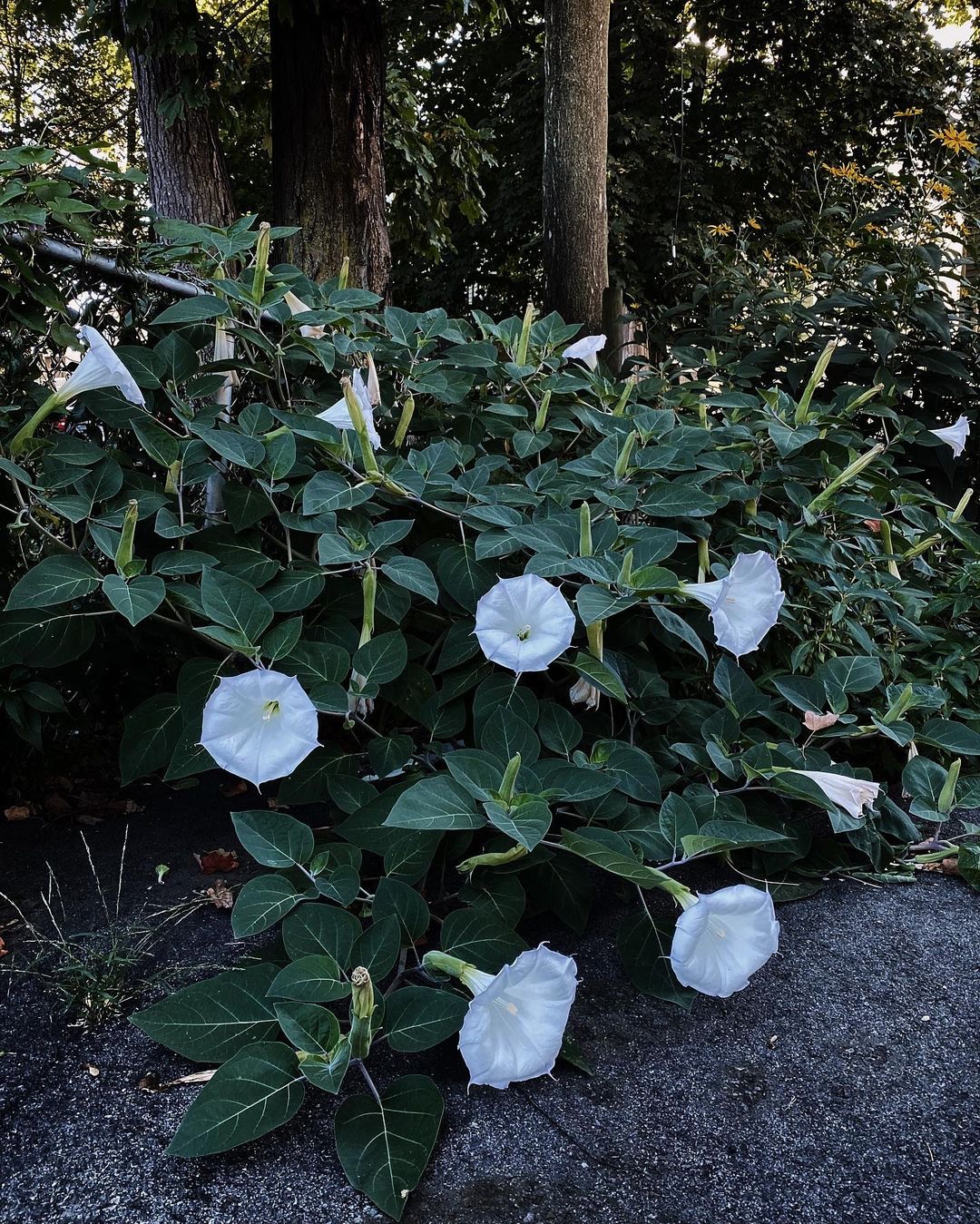 神秘幽远的曼陀罗花园
